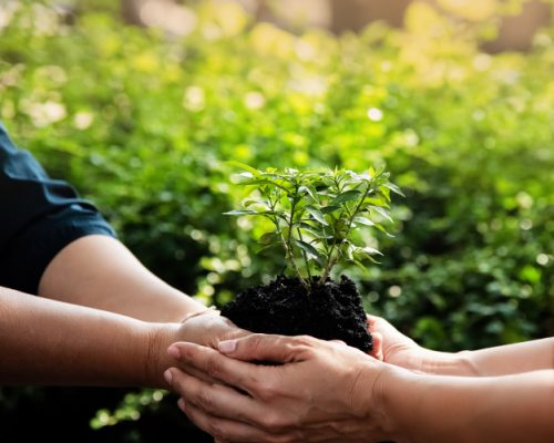 small-tree-soil-human-hand-blurry-light-around_43403-679 small-tree-soil-human-hand-blurry-light-around_43403-679